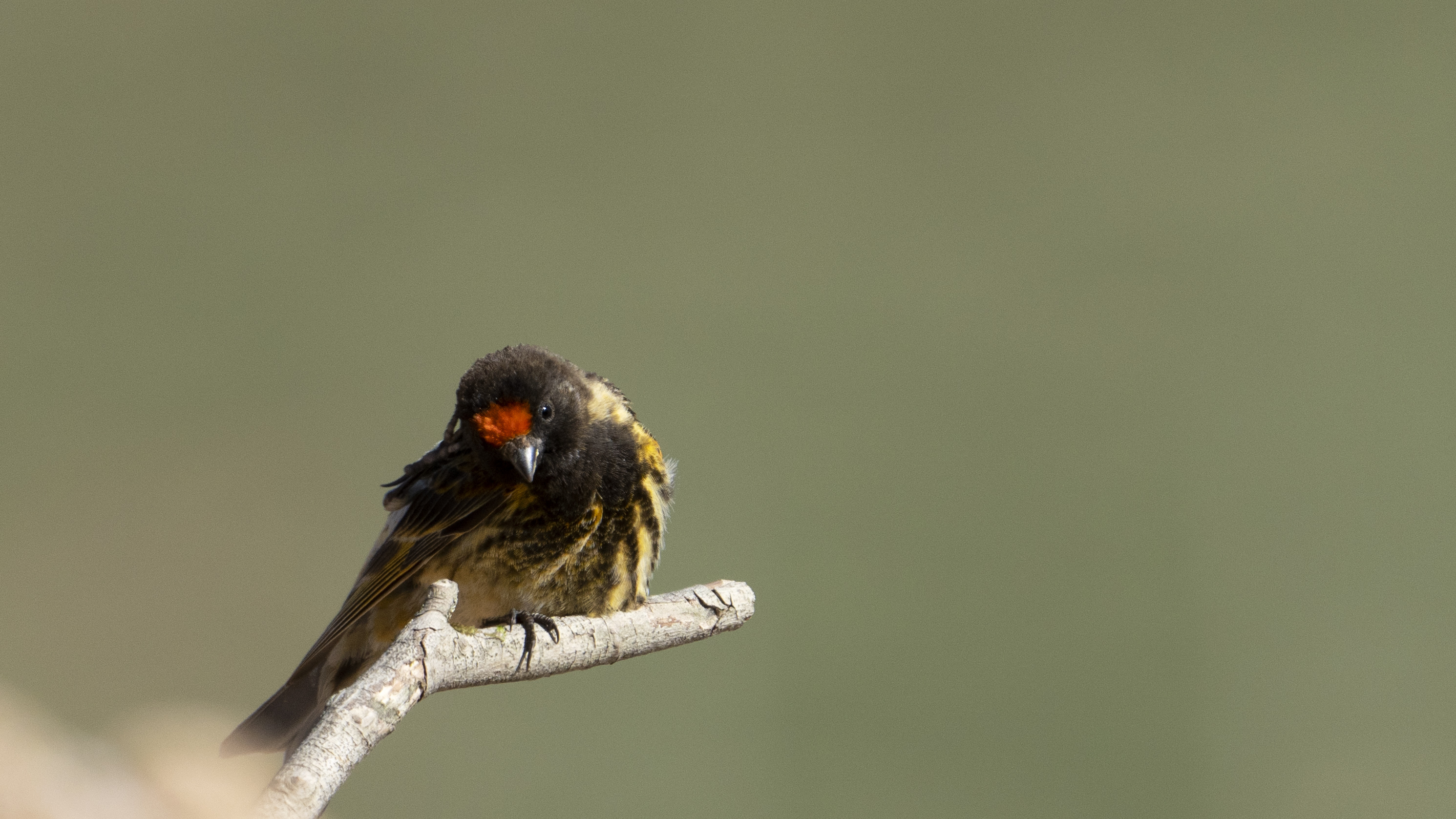 Fire-fronted Serin